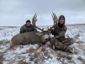 Giant Alberta mule deer.